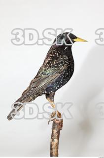 Starling-Sturnus vulgaris 0003